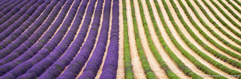 lavender-fields-harvesting-3