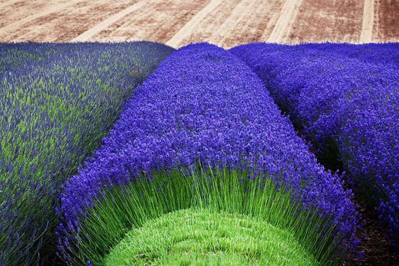 lavender-fields-harvesting-5