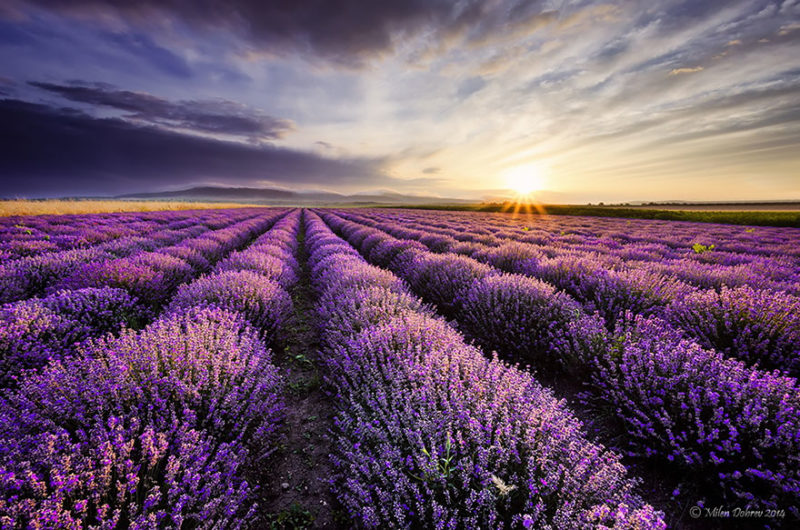 lavender-fields-harvesting-6